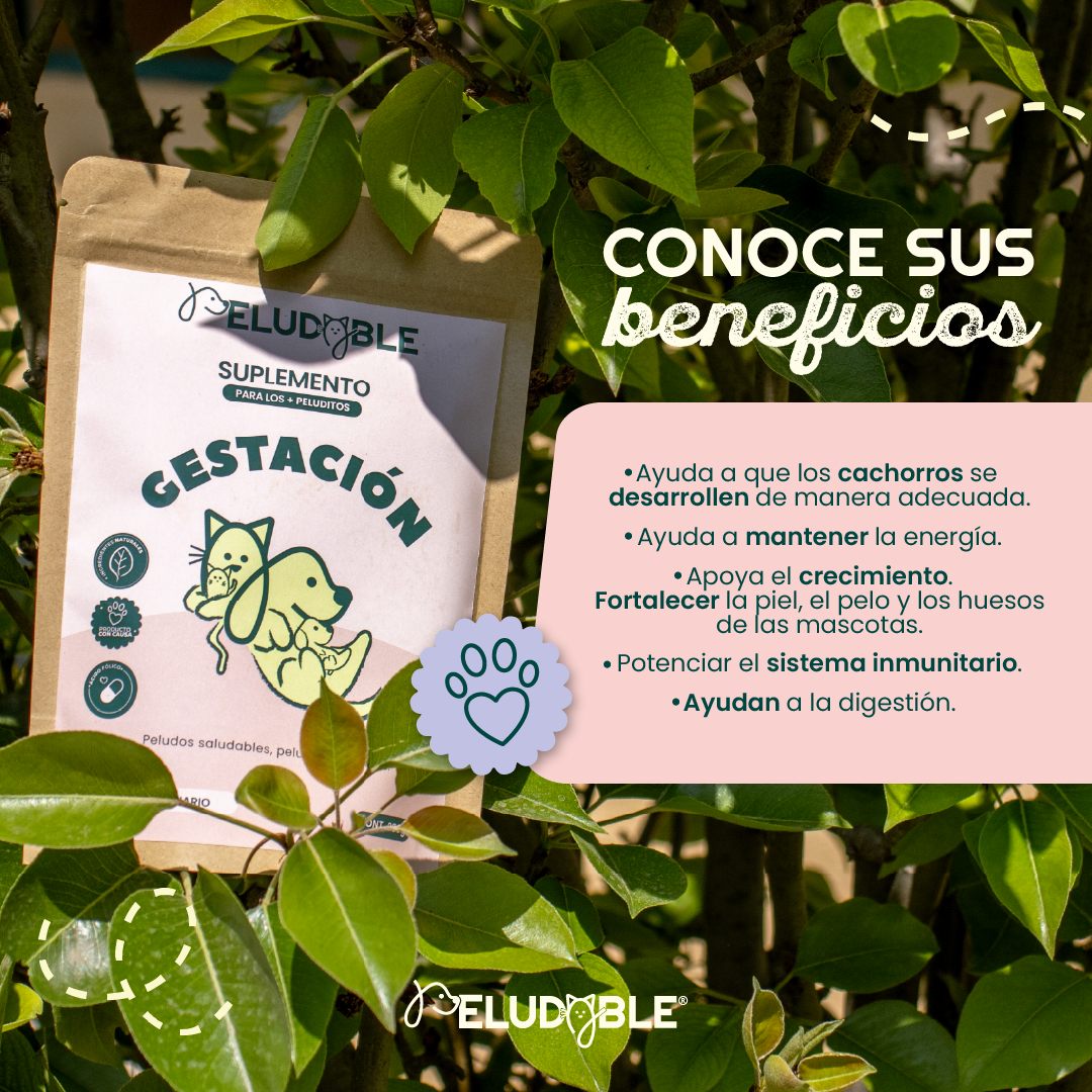 Gestación Suplemento Alimenticio Para Mascotas